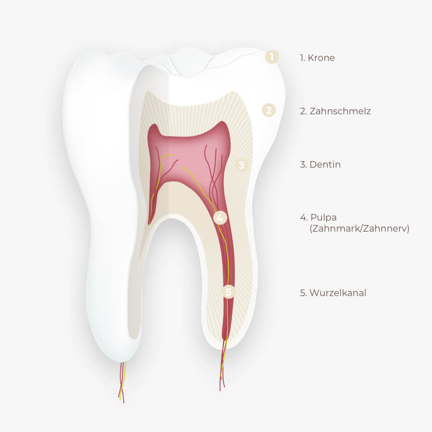 Endodontie zahnaufbau